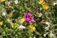 Projekt "Bunte Biomasse" - Wildblumen auf dem Feld von Landwirt Richard Schulte © Foto Kreis Paderborn